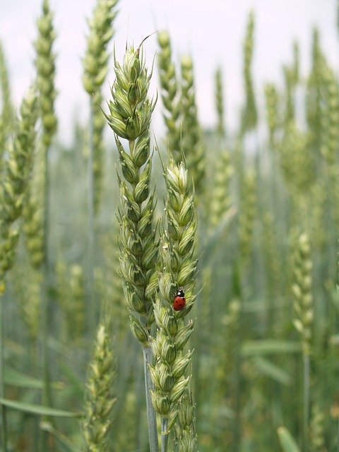 Free download Ladybug Corn Agriculture -  free photo or picture to be edited with GIMP online image editor