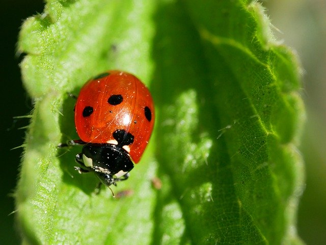 Free download Ladybug Flower Plant -  free photo or picture to be edited with GIMP online image editor