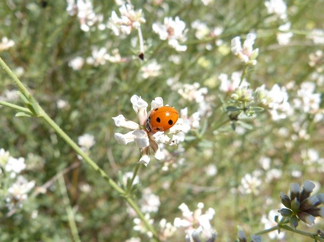 Free download Ladybug Flowers Tiny -  free photo or picture to be edited with GIMP online image editor