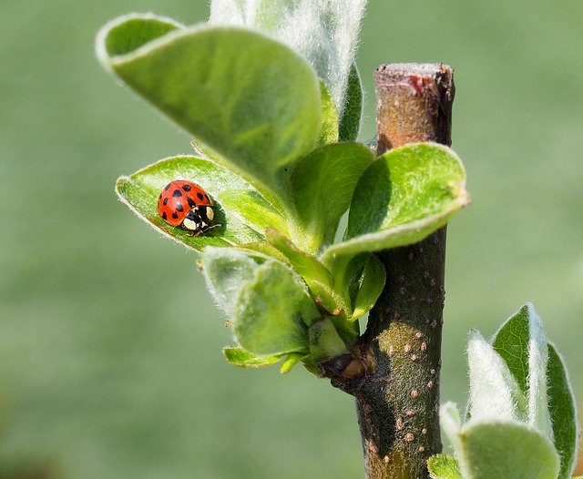 Free download Ladybug Foliage Red -  free photo or picture to be edited with GIMP online image editor