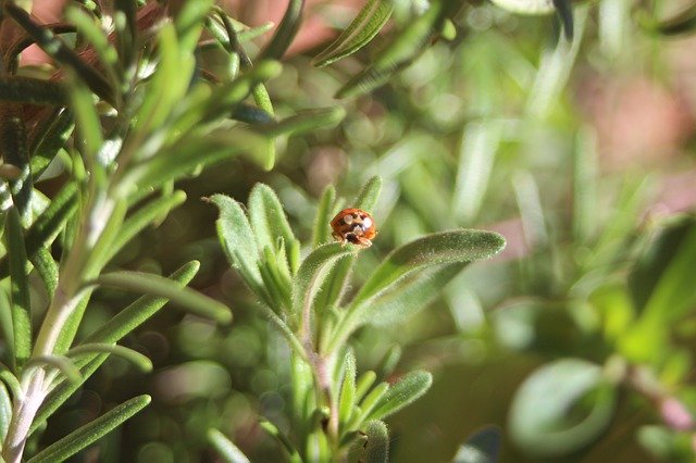 Free download Ladybug Green Flowers -  free photo or picture to be edited with GIMP online image editor