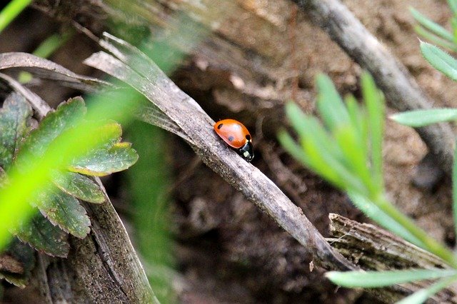 Free download Ladybug Hiding Place Insect -  free photo or picture to be edited with GIMP online image editor