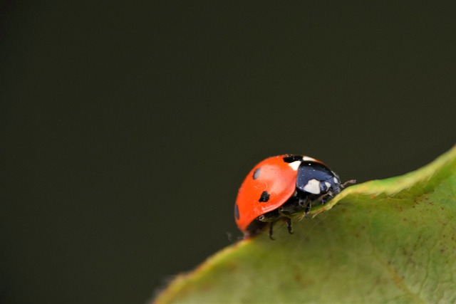 Free download ladybug insect beetle leaf nature free picture to be edited with GIMP free online image editor