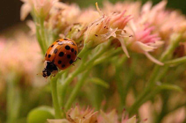 Free download Ladybug Insect Bloom -  free photo or picture to be edited with GIMP online image editor