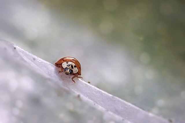 Free download ladybug insect entomology cockroach free picture to be edited with GIMP free online image editor