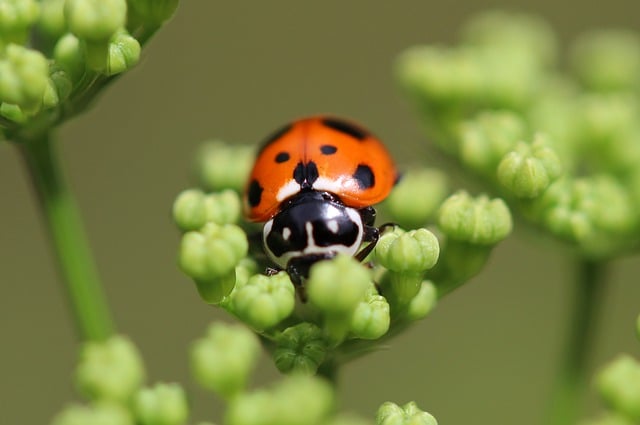 Free download ladybug insect ladybird beetle free picture to be edited with GIMP free online image editor