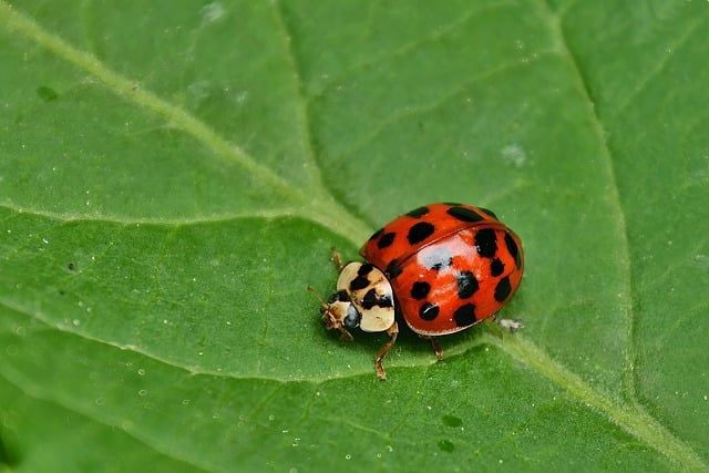 Free download ladybug insect leaf entomology free picture to be edited with GIMP free online image editor