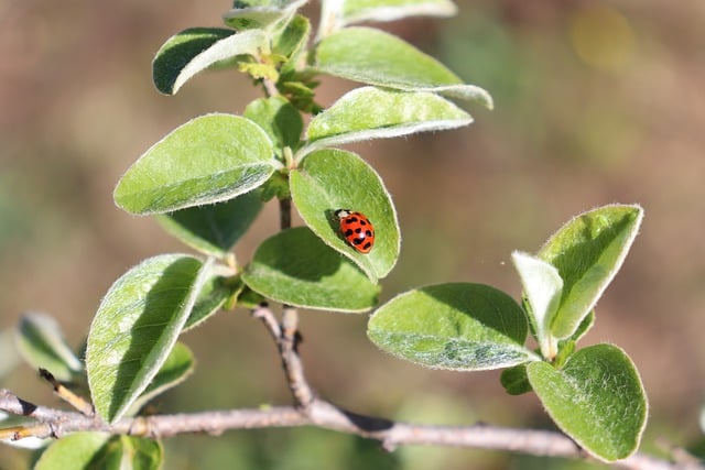 Free download ladybug insect leaf quince tree free picture to be edited with GIMP free online image editor