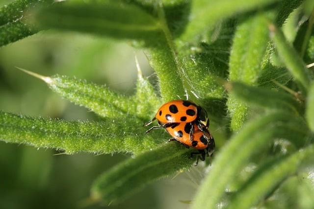 Free download ladybug insects pairing plant free picture to be edited with GIMP free online image editor