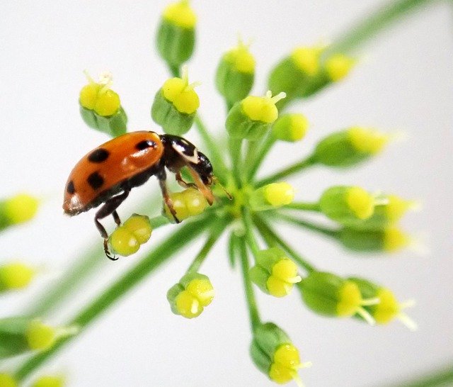 Free download Ladybug Insect Spotted -  free free photo or picture to be edited with GIMP online image editor