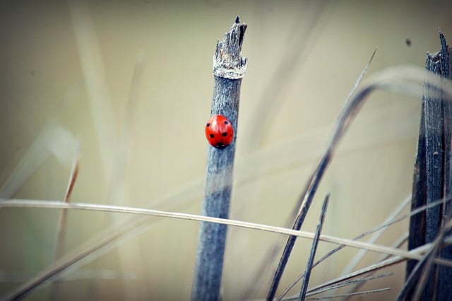 Free download ladybug insect stick forest nature free picture to be edited with GIMP free online image editor