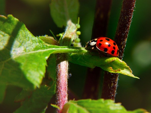 Free download Ladybug Leaf Nature -  free photo or picture to be edited with GIMP online image editor