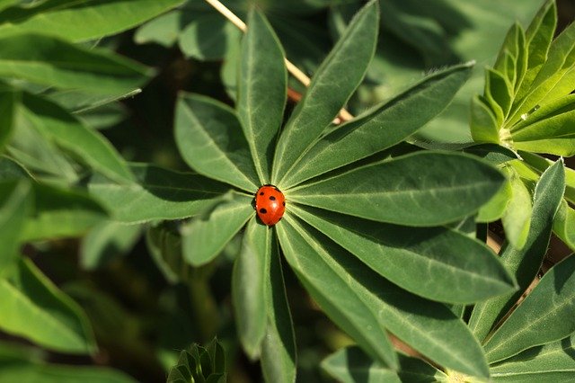 Free download Ladybug Nature Leaf -  free photo or picture to be edited with GIMP online image editor