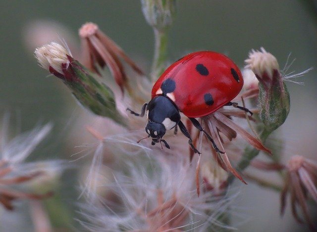 Free download Ladybug Nature Plant -  free photo or picture to be edited with GIMP online image editor