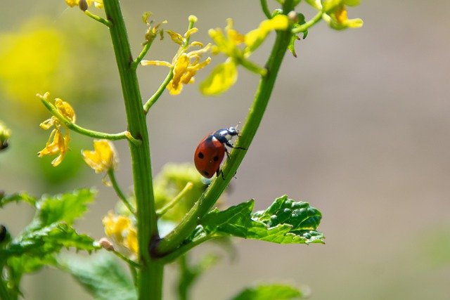 Free download ladybug plant nature flower insect free picture to be edited with GIMP free online image editor