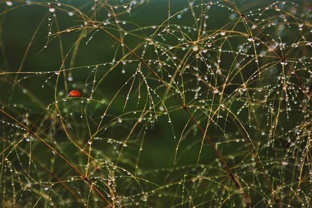 Free download ladybug plants drops rain morning free picture to be edited with GIMP free online image editor