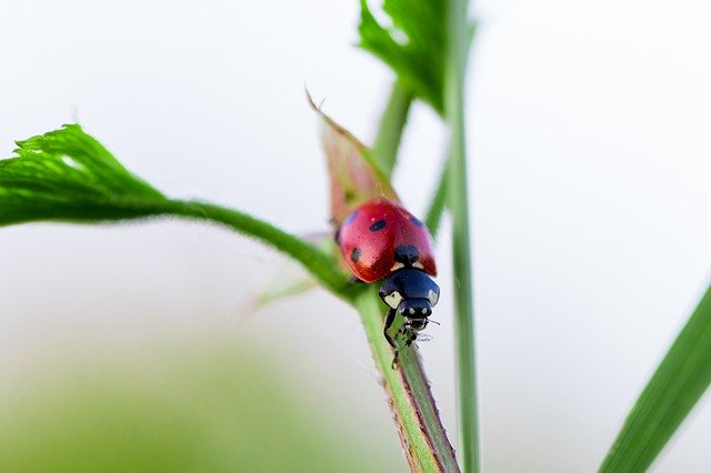 Free download Ladybug Predator Polka Dots -  free photo or picture to be edited with GIMP online image editor