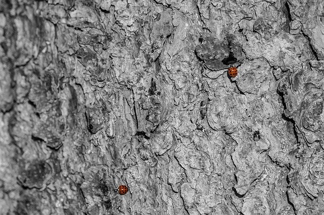 Скачать бесплатно Ladybug Red Tree Bark Black And - бесплатное фото или изображение для редактирования с помощью онлайн-редактора GIMP