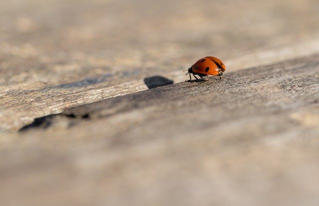 Free download Ladybug Spring Nature -  free photo or picture to be edited with GIMP online image editor