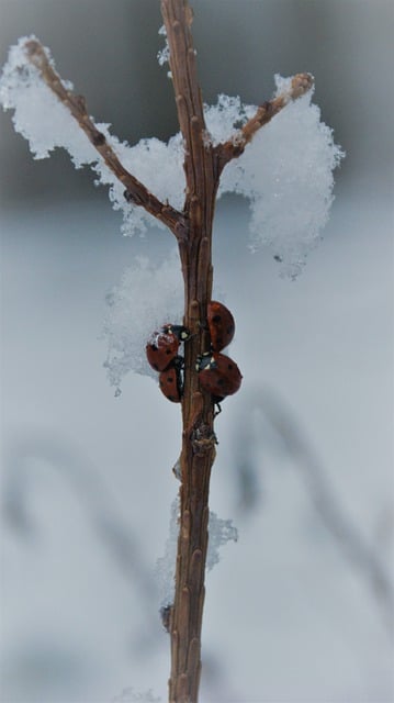 Free download ladybugs snow insects winter free picture to be edited with GIMP free online image editor