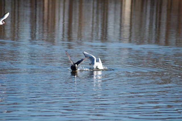 Free download Lake Bird Nature -  free photo or picture to be edited with GIMP online image editor