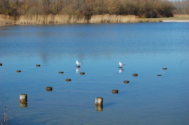 Free download Lake Bird Seagull -  free photo or picture to be edited with GIMP online image editor