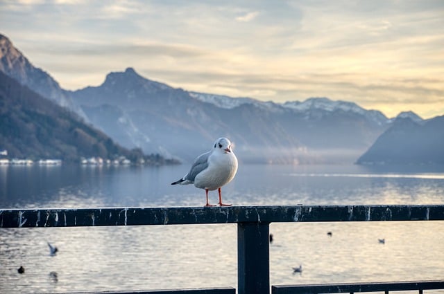 Free download lake bird seagull mountains alps free picture to be edited with GIMP free online image editor