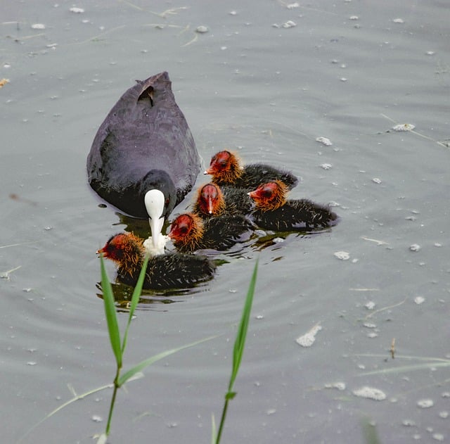 Free download lake birds ornithology avian free picture to be edited with GIMP free online image editor