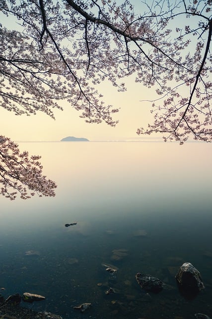 Free download lake biwa cherry blossoms dawn free picture to be edited with GIMP free online image editor