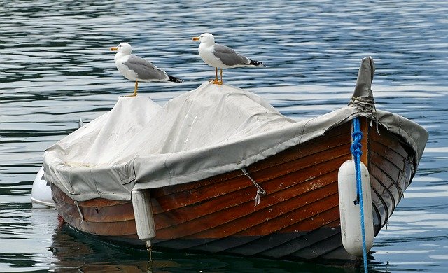 Free download Lake Boat Water Rowing -  free photo or picture to be edited with GIMP online image editor