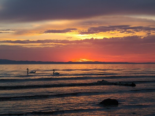 Free download Lake Constance Sunset Swan -  free photo or picture to be edited with GIMP online image editor