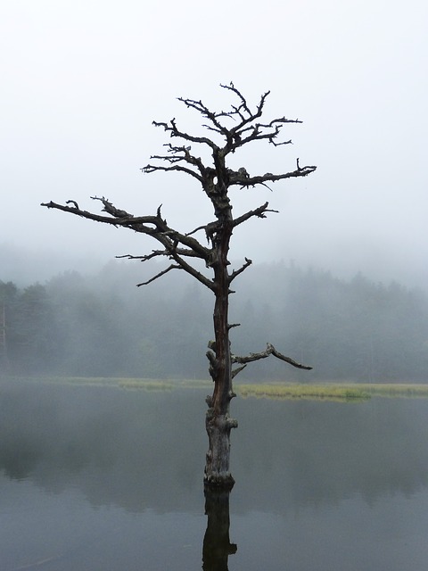 Free download lake dead tree reflection symbolism free picture to be edited with GIMP free online image editor