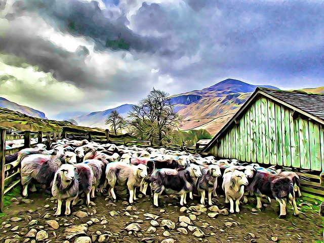 Free download Lake District Cumbria Sheep -  free illustration to be edited with GIMP free online image editor