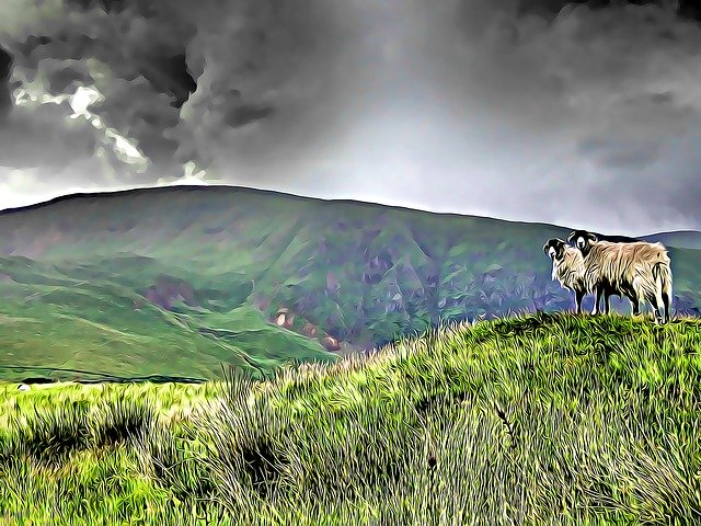 Free download Lake District Sheep C -  free illustration to be edited with GIMP free online image editor