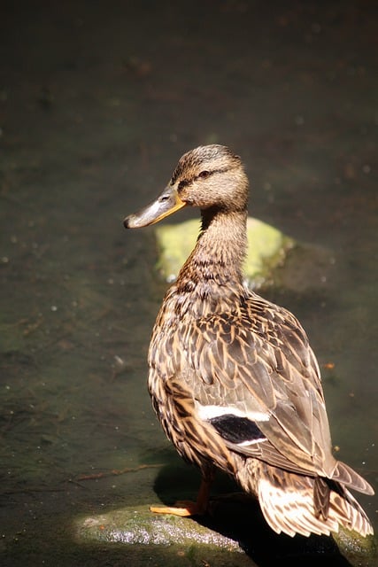 Free download lake duck nature waterbird free picture to be edited with GIMP free online image editor