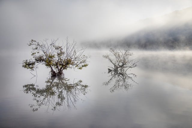 Free download lake fog nature water tree free picture to be edited with GIMP free online image editor