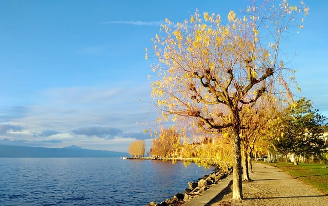 Free download lake promenade riverbank path tree free picture to be edited with GIMP free online image editor