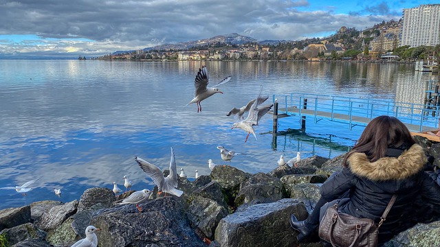 Free download lake seagull show cloud reflection free picture to be edited with GIMP free online image editor