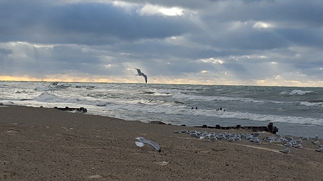 Free download Lake Seagulls Sunrays -  free photo or picture to be edited with GIMP online image editor