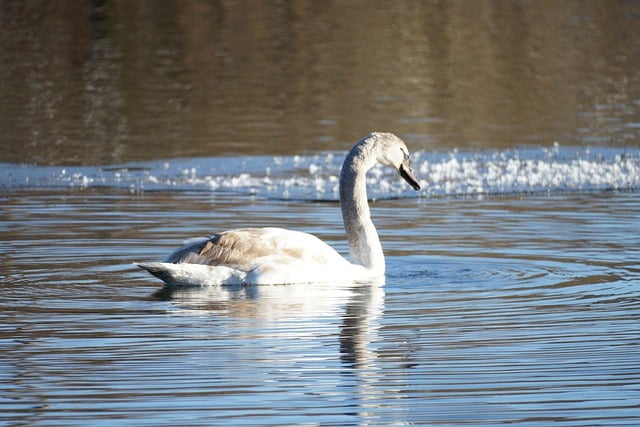 Free download lake swan bird winter water free picture to be edited with GIMP free online image editor