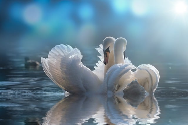 Free download lake swans animals wildlife nature free picture to be edited with GIMP free online image editor