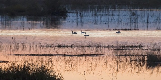 Free download lake swans birds evening afternoon free picture to be edited with GIMP free online image editor