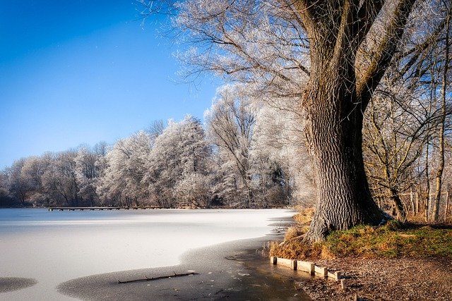 Free download lake tree frozen winter pond free picture to be edited with GIMP free online image editor