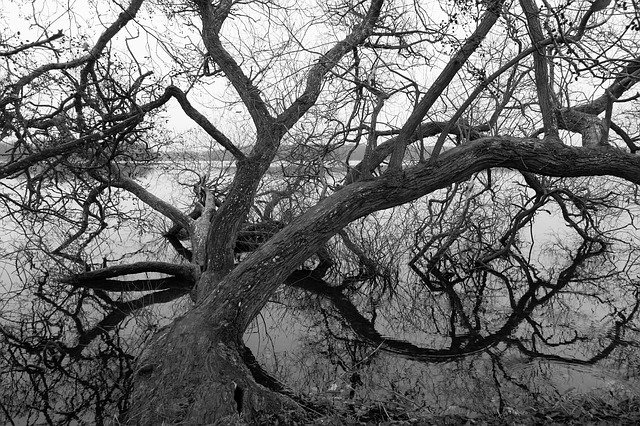 Free download Lake Wood Branches -  free free photo or picture to be edited with GIMP online image editor