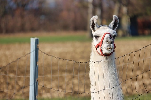 Free download lama mammal head face animal peru free picture to be edited with GIMP free online image editor