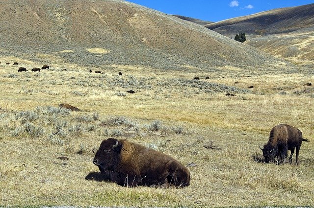 Free download Lamar Valley Bison Buffalo -  free photo or picture to be edited with GIMP online image editor