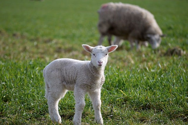 Free download lamb sheep animals young sheep free picture to be edited with GIMP free online image editor