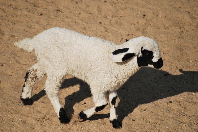 تنزيل مجاني Lamb White Baby - صورة أو صورة مجانية لتحريرها باستخدام محرر الصور عبر الإنترنت GIMP