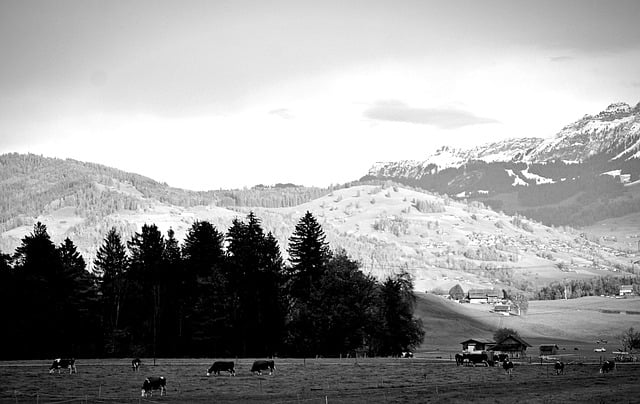 Free download landscape alps monochrome trees free picture to be edited with GIMP free online image editor