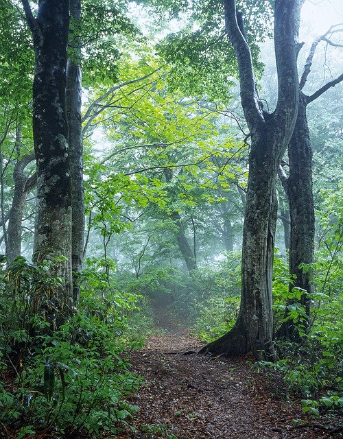 Free download Landscape Beech Forest Fog -  free photo or picture to be edited with GIMP online image editor